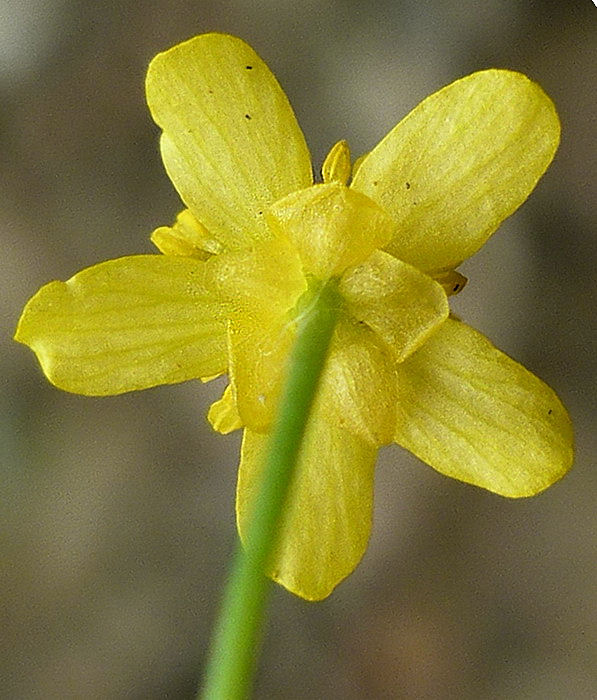 Image of Ranunculus reptans specimen.