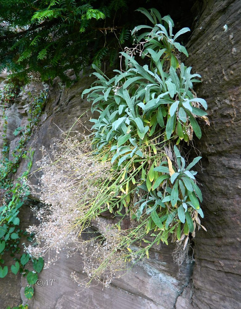 Изображение особи Aurinia saxatilis.