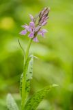 Dactylorhiza urvilleana. Верхушка расцветающего растения. Краснодарский край, Апшеронский р-н, окр. хут. Гуамка, опушка широколиственного леса. 29.04.2024.