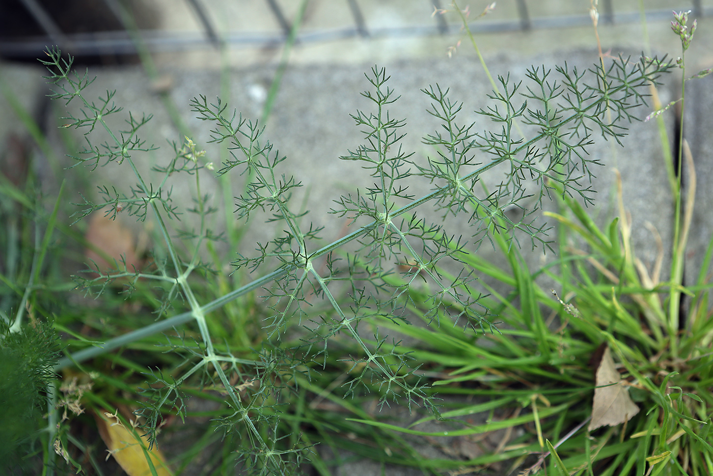 Image of Foeniculum vulgare specimen.