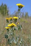 Blackstonia perfoliata