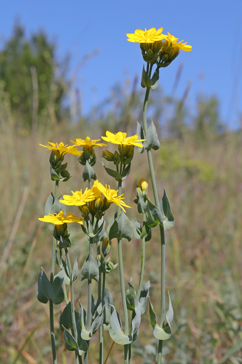 Image of Blackstonia perfoliata specimen.