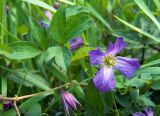 Clematis viticella