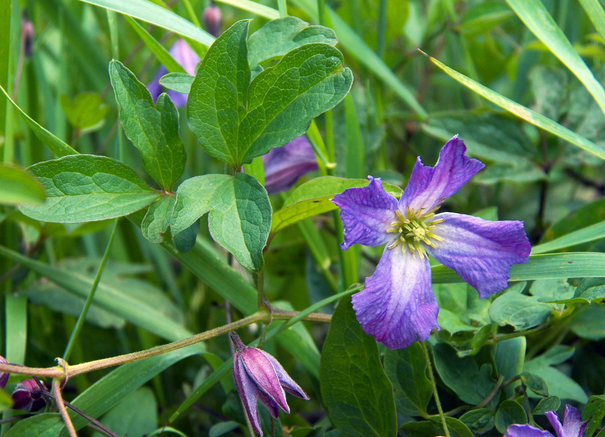 Image of Clematis viticella specimen.