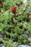 Saxifraga oppositifolia. Вызревший вскрывшийся плод и побеги. Кольский п-ов, Хибины, долина р. Вудъяврйок, прибрежный галечник. 11.08.2010.