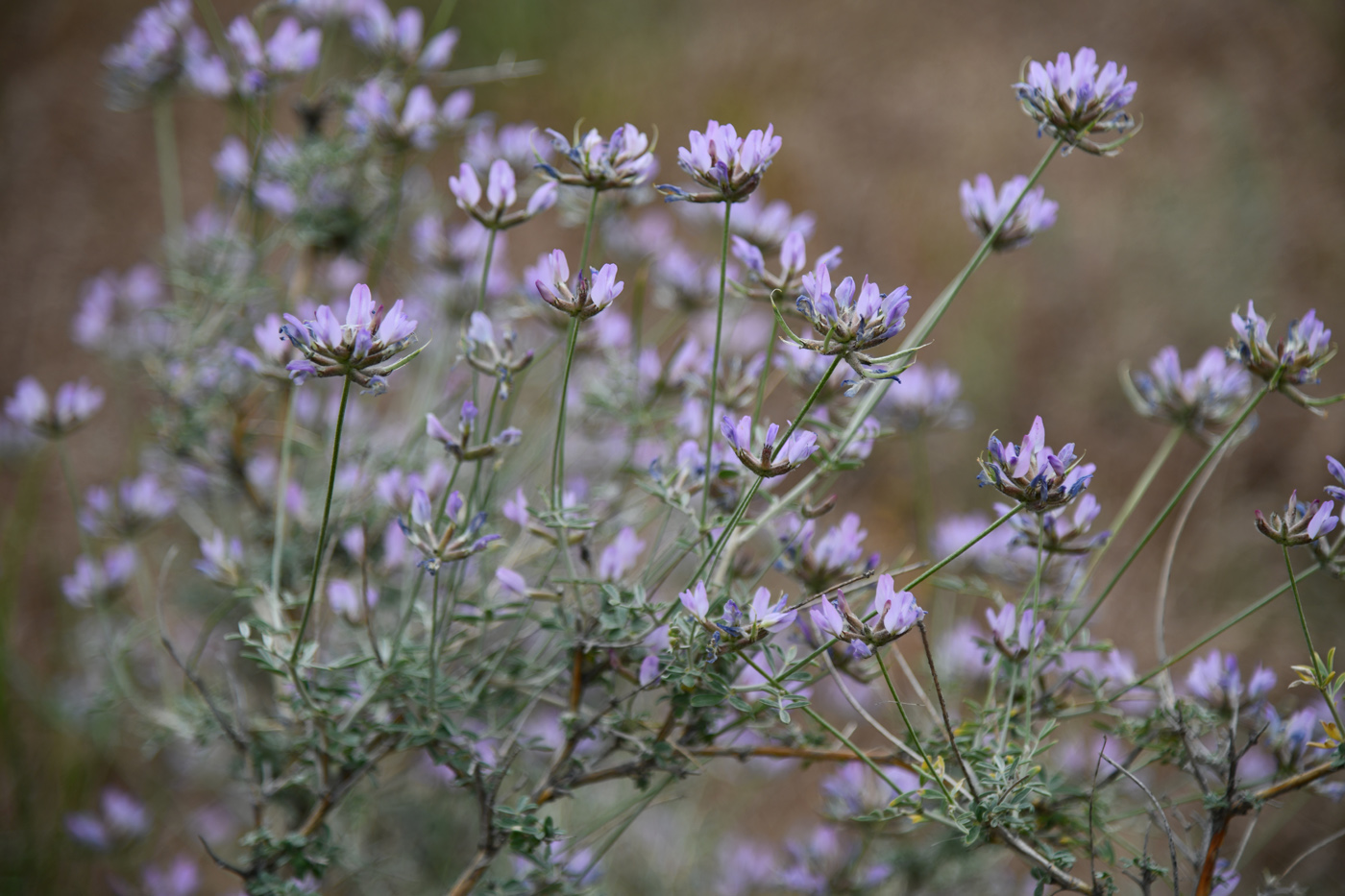Image of Astragalus arbuscula specimen.