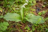 Platanthera chlorantha