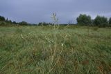 Lactuca serriola