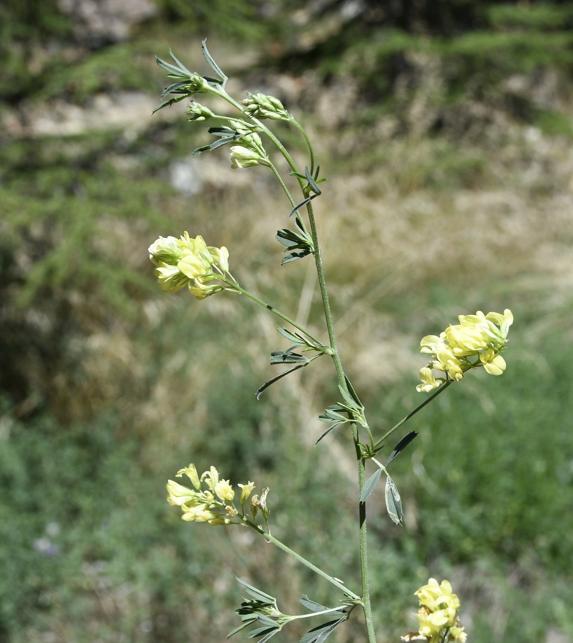 Изображение особи Medicago × varia.