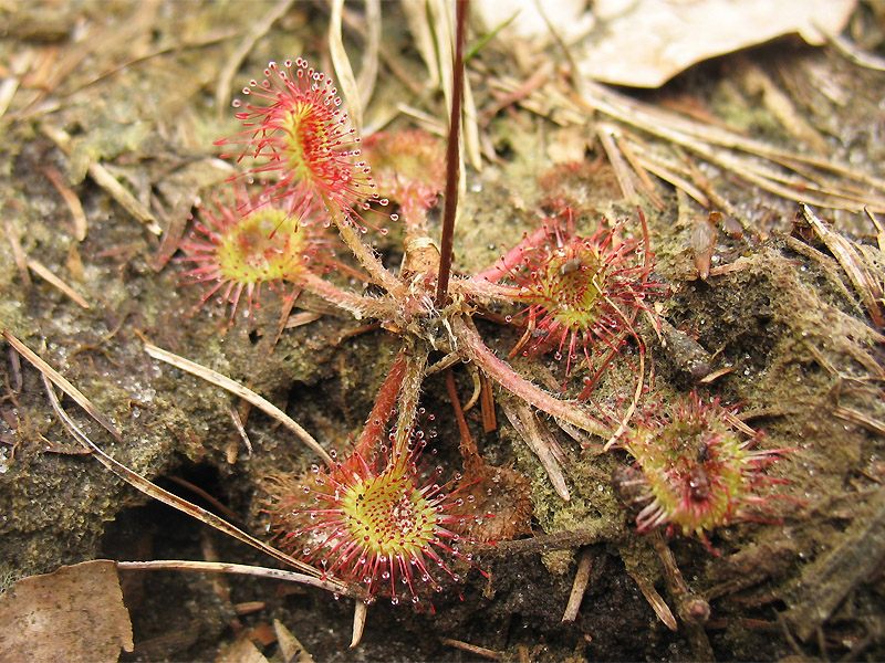 Image of Drosera rotundifolia specimen.