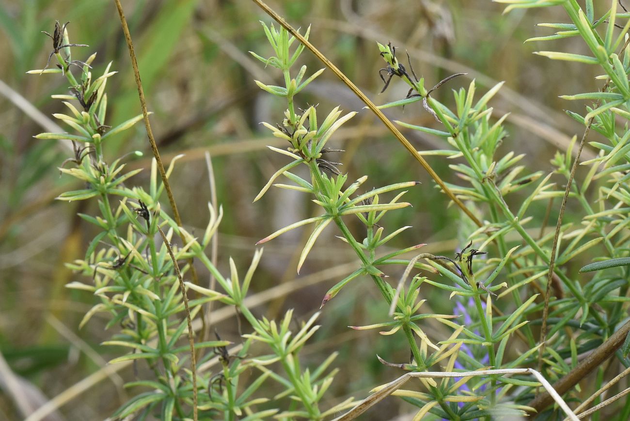 Изображение особи род Galium.