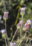 Erigeron acris