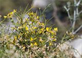 Genista acanthoclada