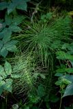 Equisetum pratense