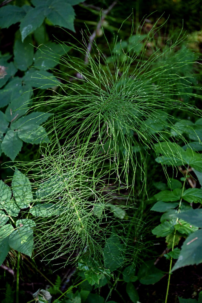 Изображение особи Equisetum pratense.