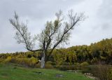 Populus nigra
