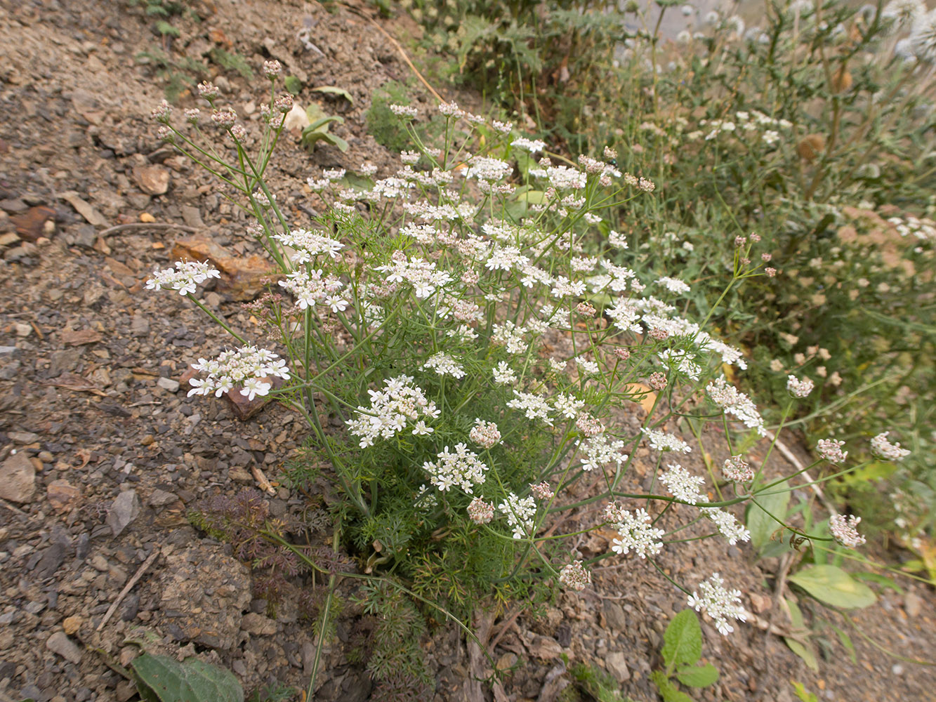 Изображение особи семейство Apiaceae.