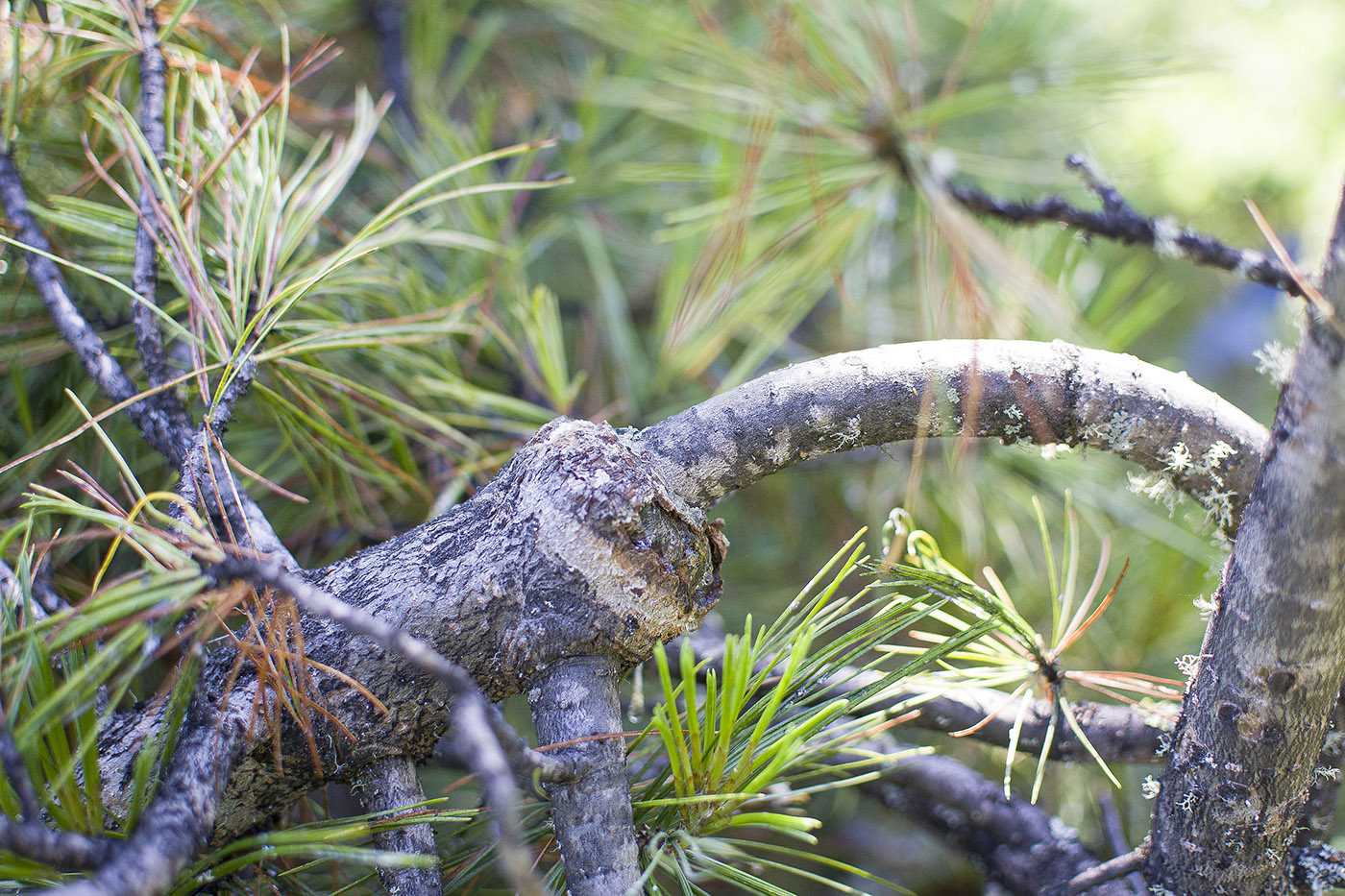 Изображение особи Pinus sibirica.