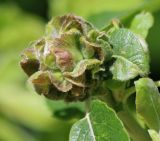 Salix caprea
