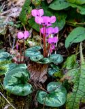 Cyclamen coum