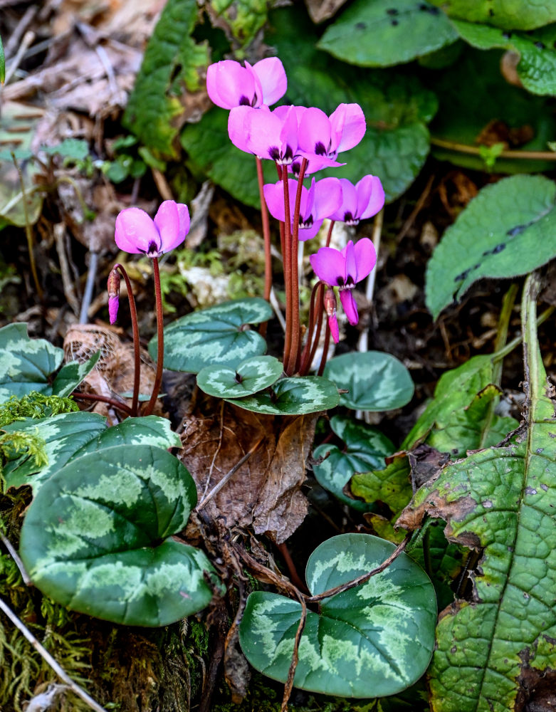 Image of Cyclamen coum specimen.