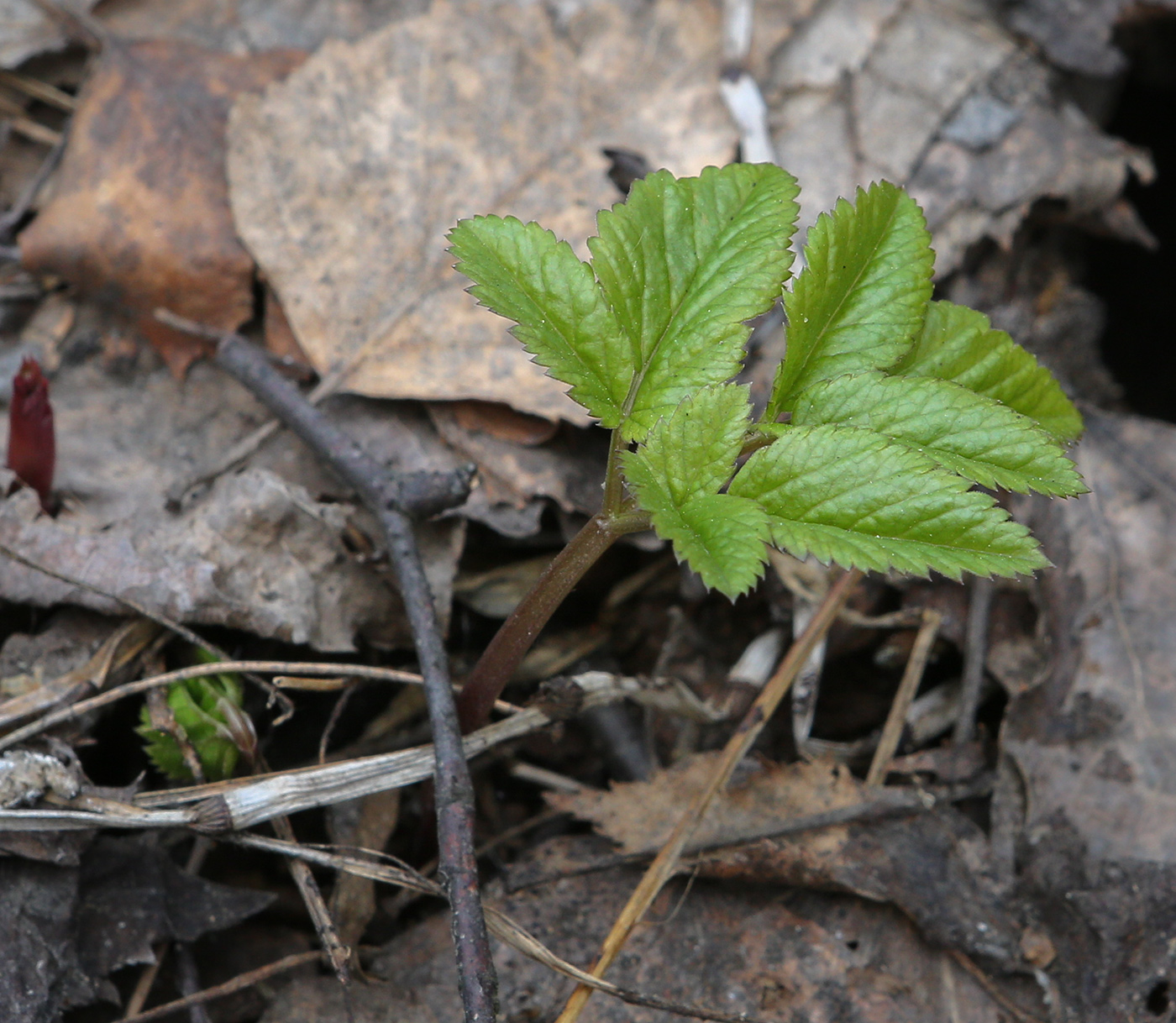 Image of Aegopodium podagraria specimen.