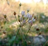 Allium inaequale