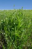 unknown species. Растение с развивающимися соцветиями. Оренбургская обл., Кувандыкский муниципальный округ, степной склон. 28 мая 2024 г.
