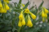 Onosma taurica