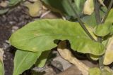 familia Brassicaceae. Лист в прикорневой части растения. Крым, Бахчисарайский р-н, гора Баба-Даг, окр. Мангуп-Кале, плато, лиственный лес. 01.06.2025.