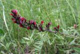 Echium russicum