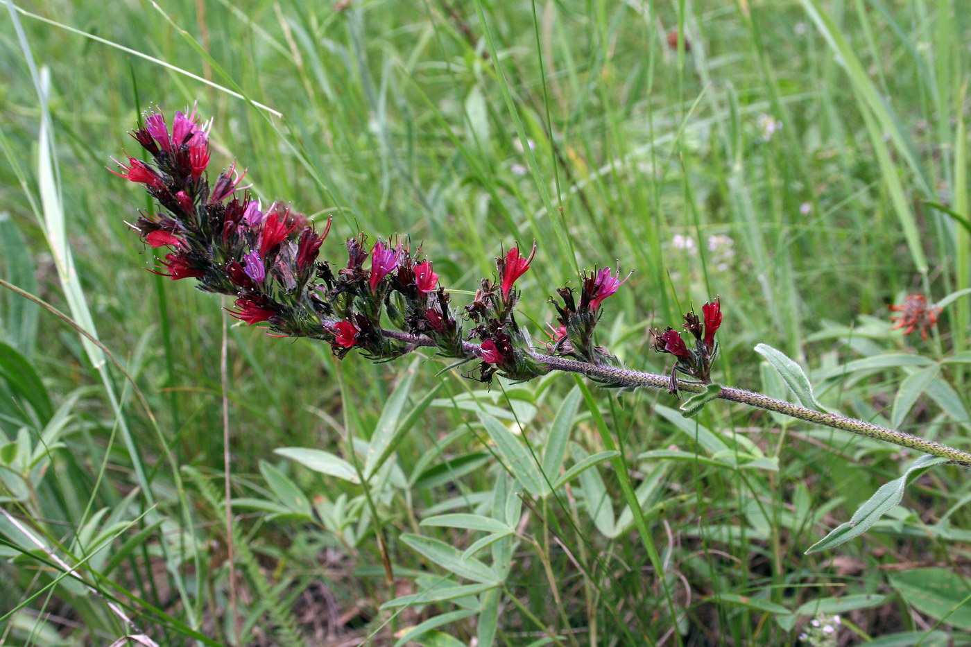 Image of Echium russicum specimen.