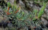 Pinus sylvestris. Верхушка ветви с микростробилами и созревающими шишками. Калининградская обл., Зеленоградский р-н, Куршская коса, опушка сосняка. 30.06.2025.