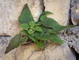 Campanula alliariifolia. Вегетирующее растение. Абхазия, окр. г. Новый Афон, вершина Иверской горы, подпорная крепостная стена. 12.06.2025.