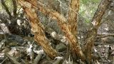 Betula pamirica. Нижние части стволов взрослого дерева. Таджикистан, Горно-Бадахшанская автономная обл., Рушанский р-н, хр. Сарезский, восточная часть Сарезского оз., р. Берёзовая, тугай. 6 июля 2025 г.