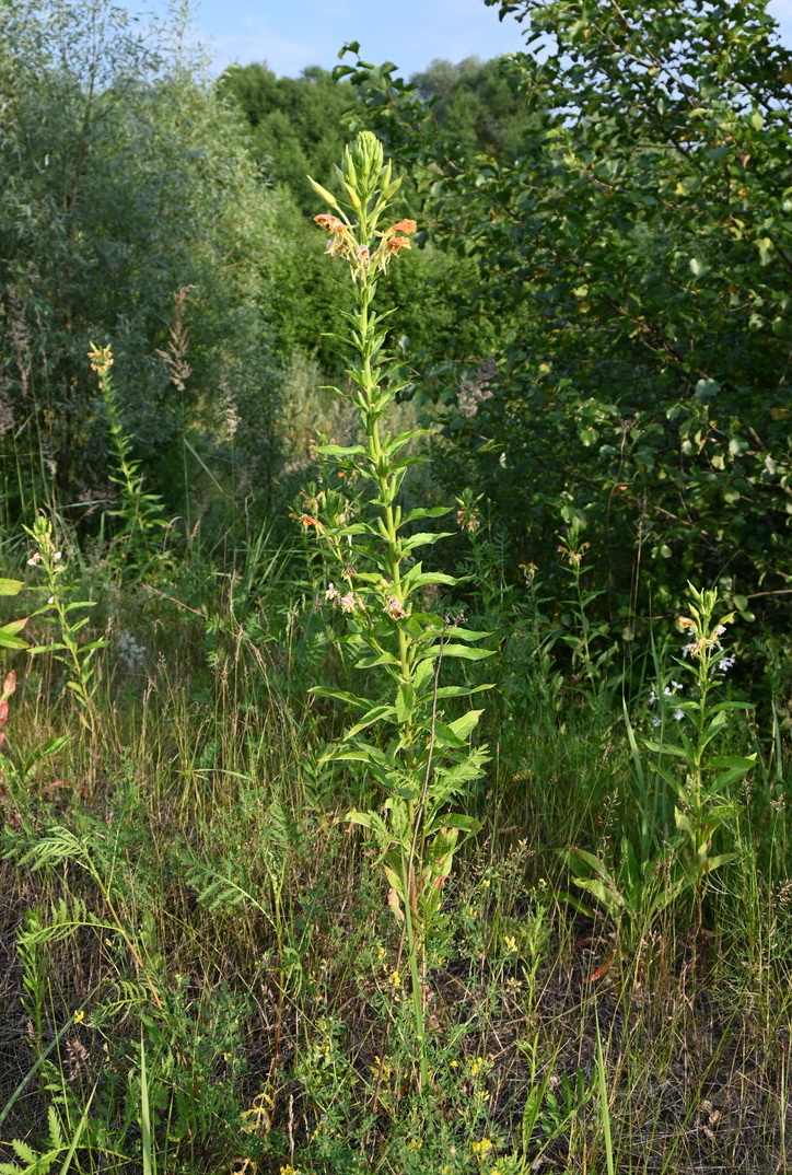 Image of Oenothera biennis specimen.