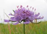 Scabiosa comosa. Соцветие. Читинская обл., Акшинский р-н, окр. пос. Курулга. 30.06.2004.