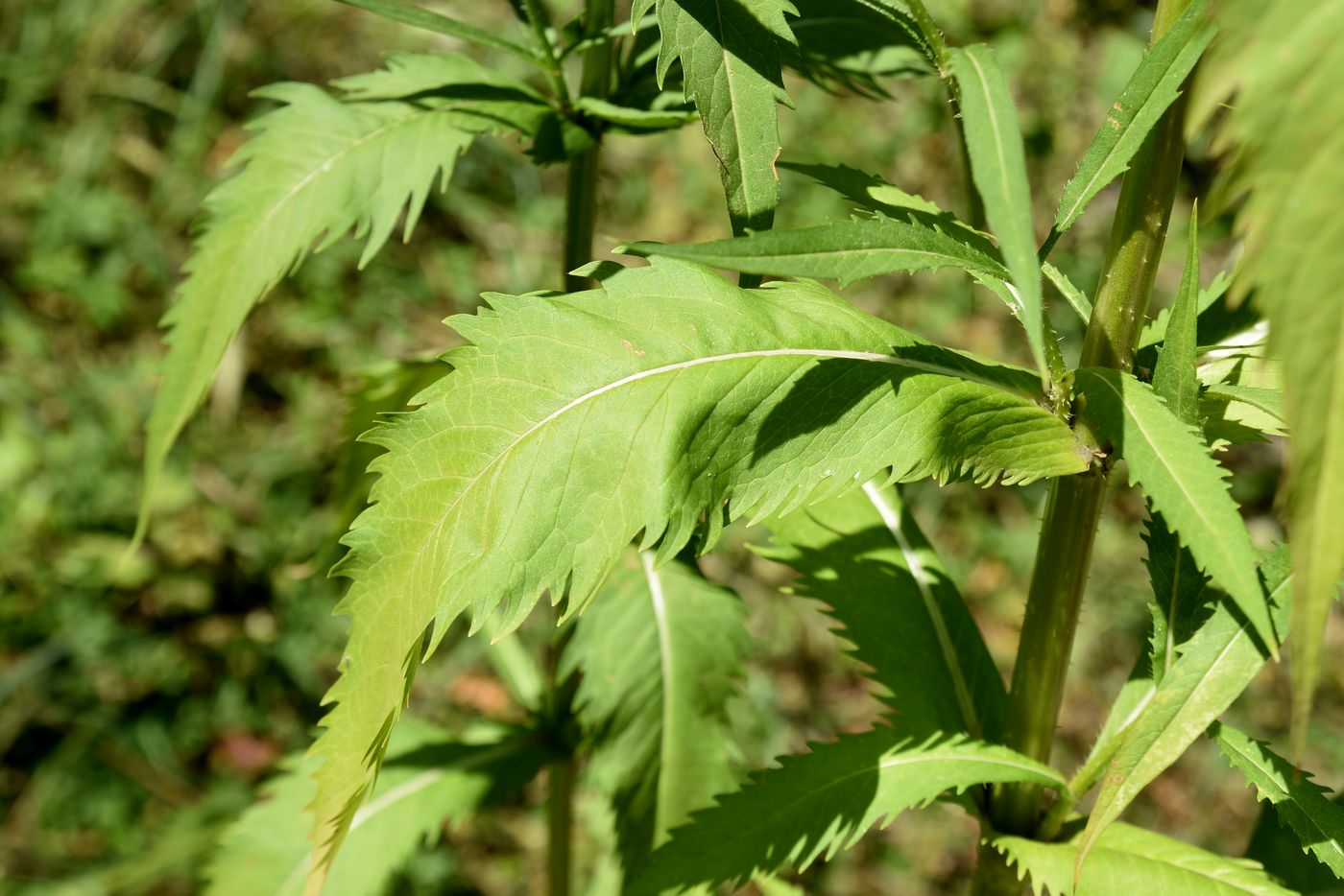 Image of Dipsacus gmelinii specimen.