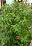 genus Weigela. Цветущее растение. Москва, Белорусский вокзал, в озеленении. 21.07.2025.