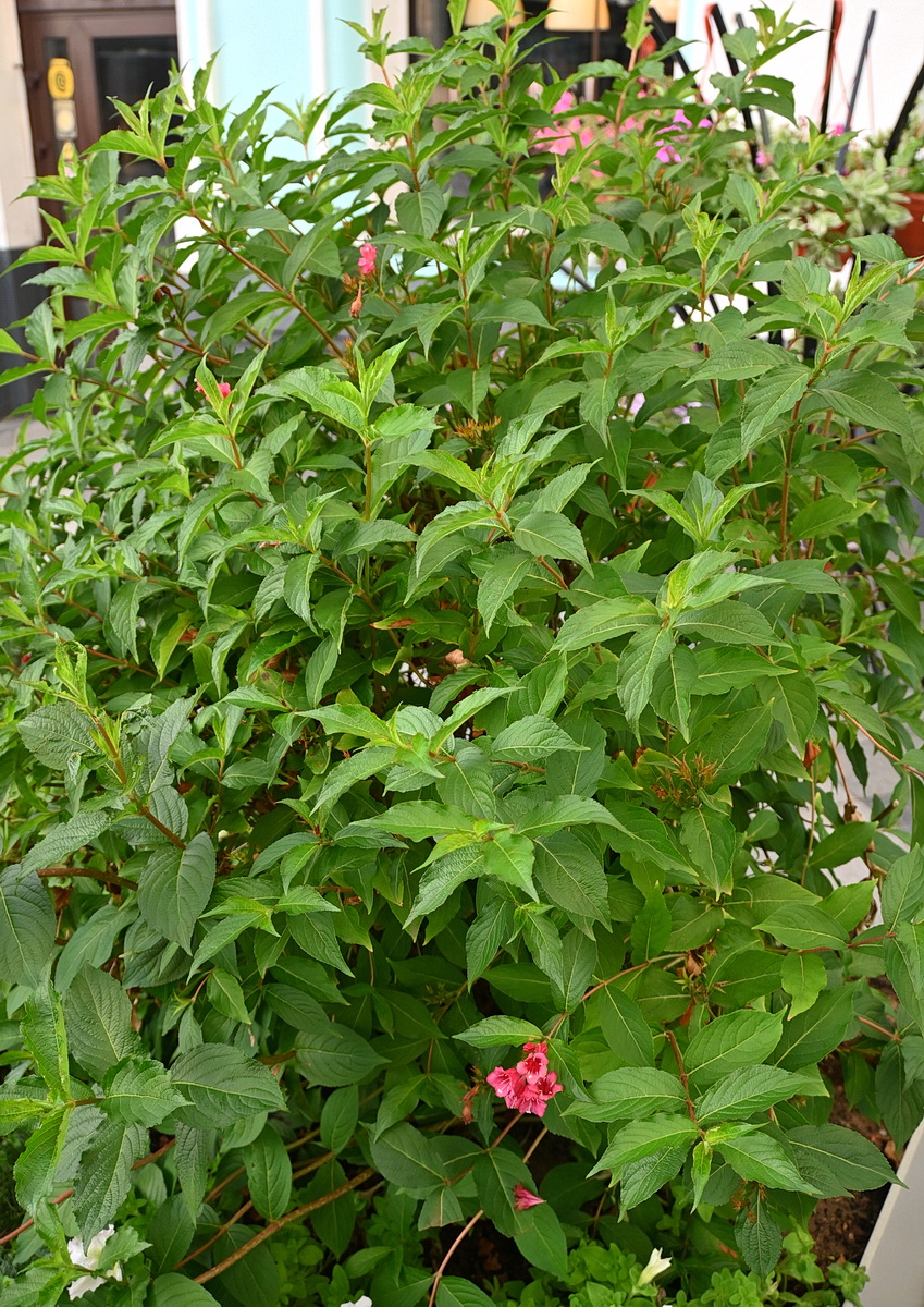 Image of genus Weigela specimen.