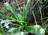 Albuca bracteata