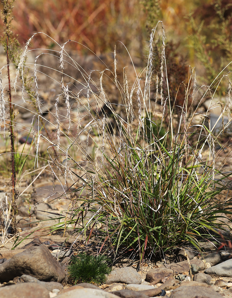 Изображение особи Elymus sibiricus.
