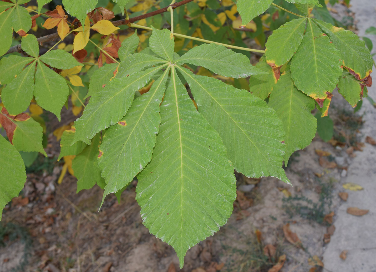 Изображение особи Aesculus hippocastanum.