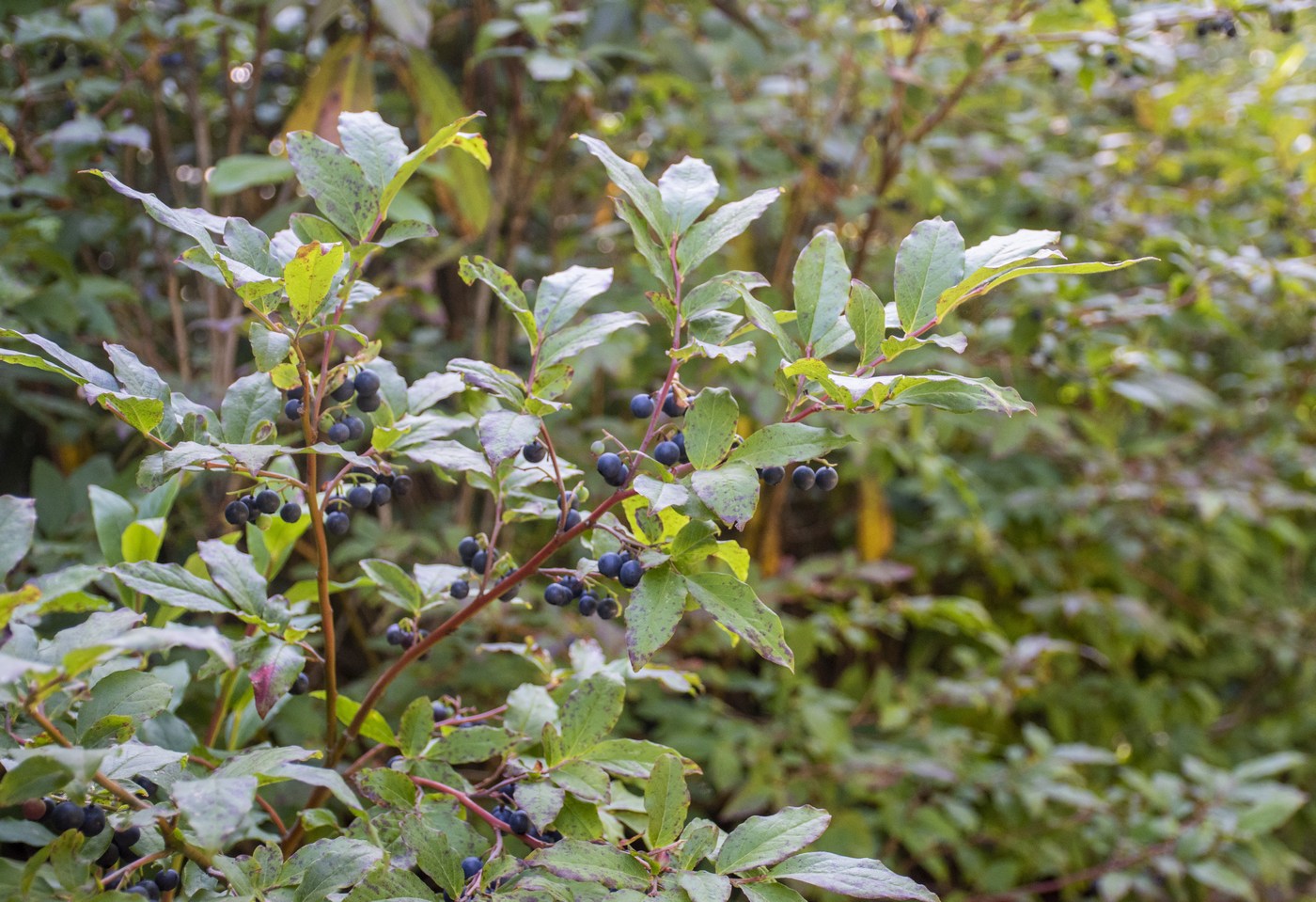 Изображение особи Vaccinium arctostaphylos.