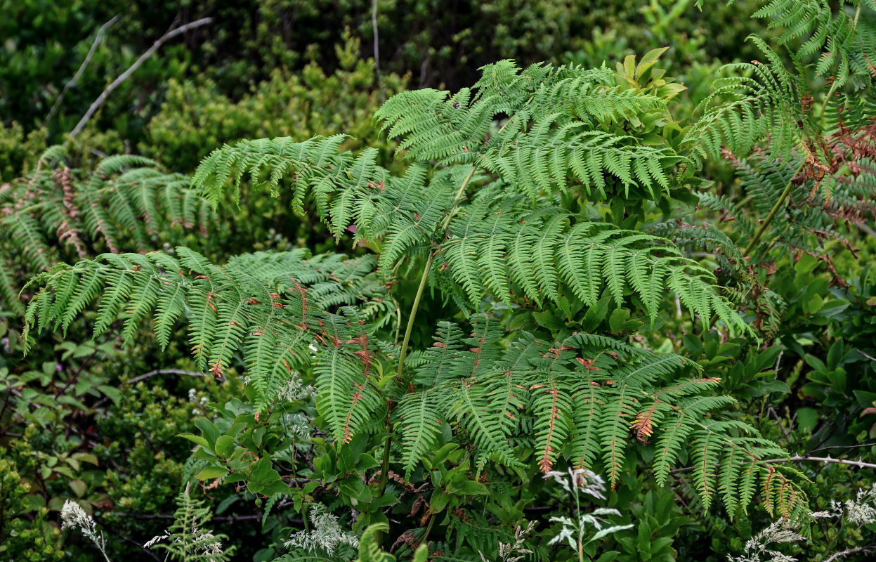 Изображение особи Pteridium aquilinum.