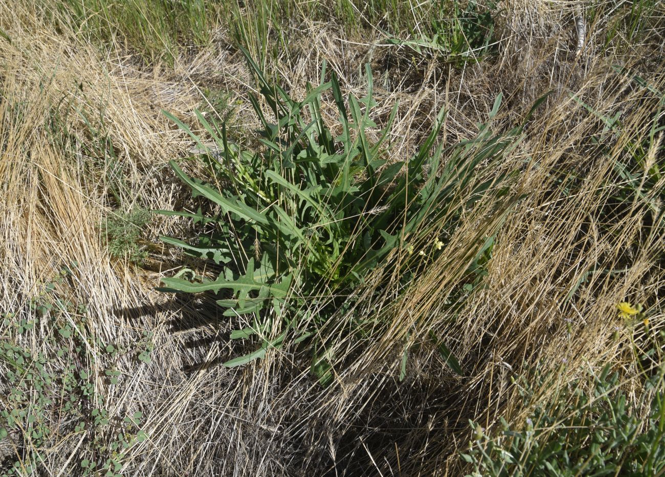 Изображение особи семейство Asteraceae.