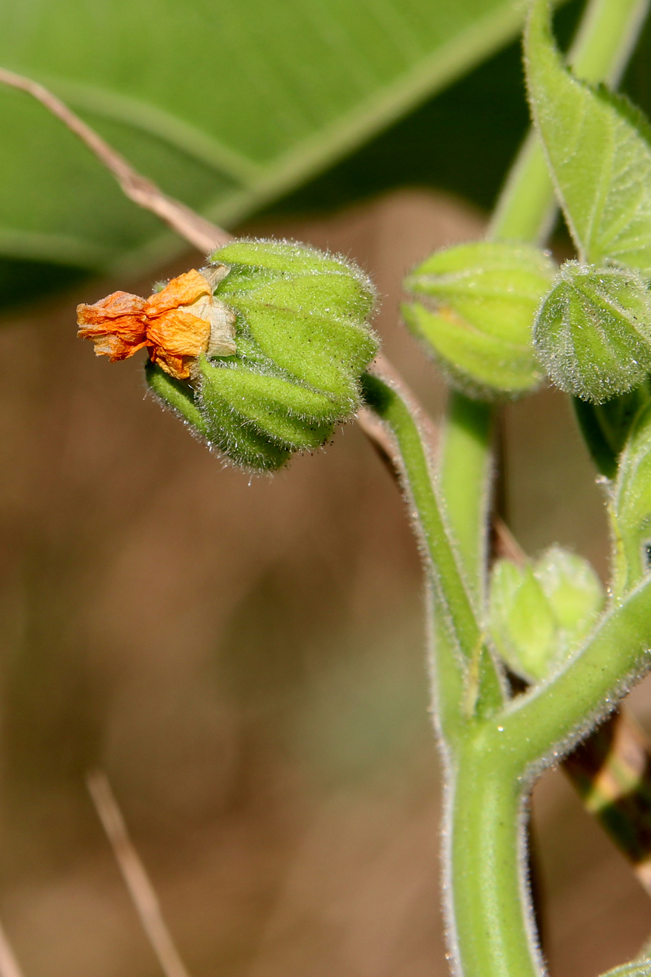 Изображение особи Abutilon theophrasti.