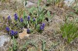 Polygala alpicola. Цветущие растения. Кабардино-Балкария, Эльбрусский р-н, западная часть котловины оз. Донгуз-Орун, обсохший участок озера. 20 июня 2025 г.