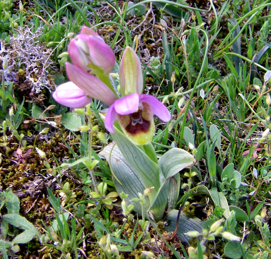 Изображение особи Ophrys tenthredinifera ssp. ficalhoana.