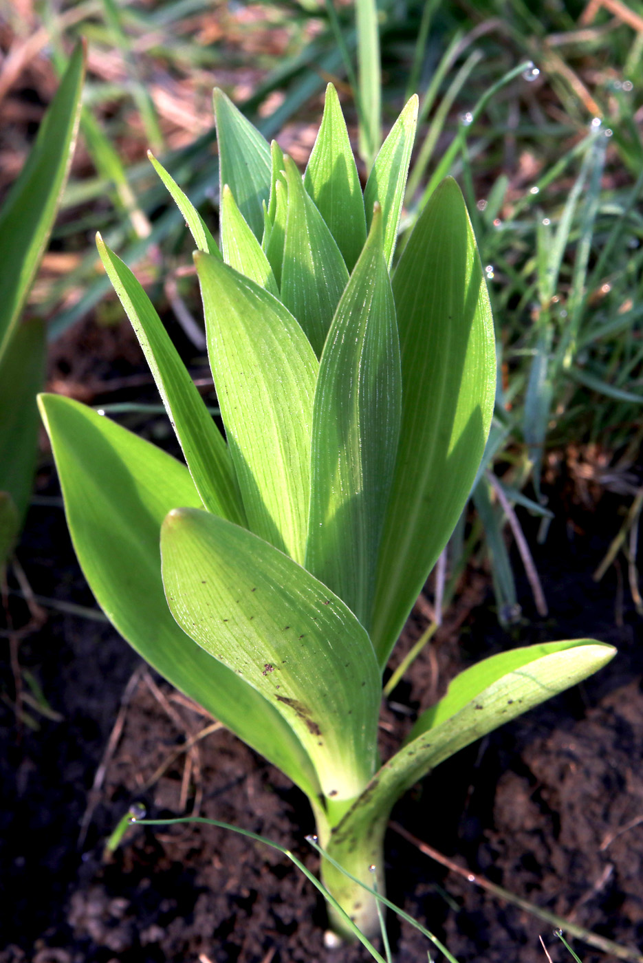 Image of Lilium monadelphum specimen.
